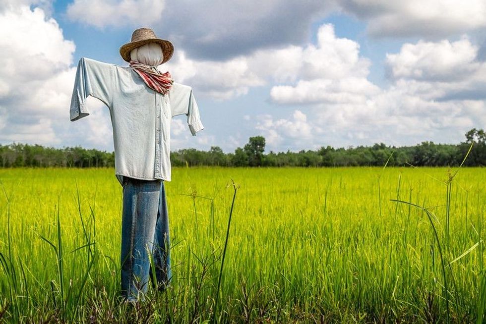 Scarecrow strawman in the rice field
