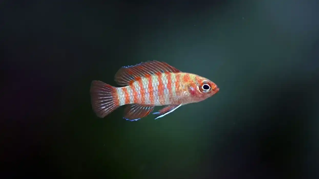 Scarlet badis facts talk about their shrimp diet, other foods, and tank mates.
