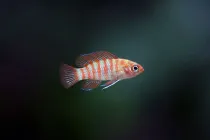Scarlet badis facts talk about their shrimp diet, other foods, and tank mates.