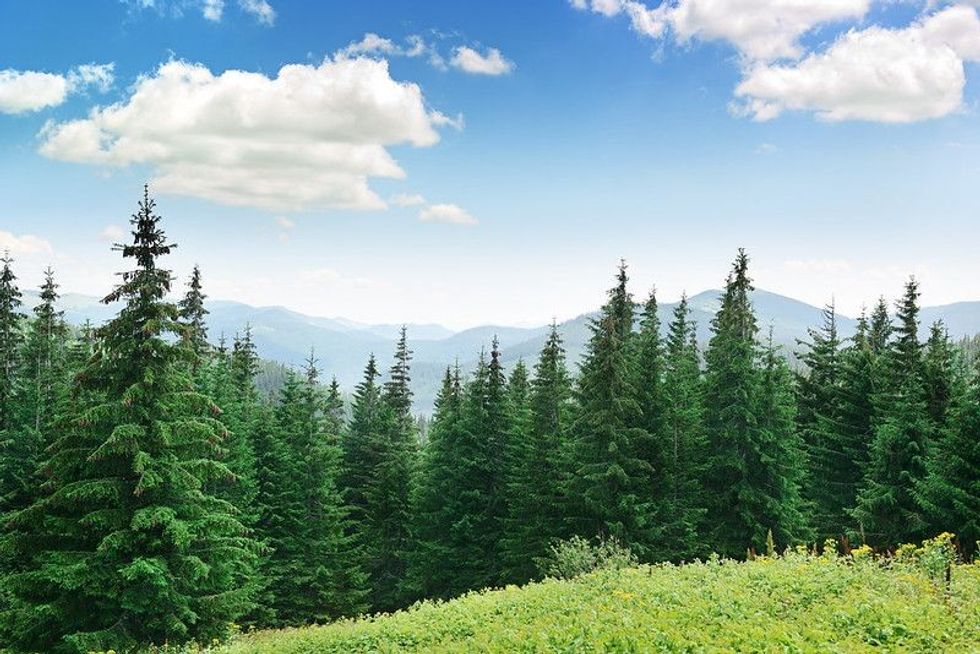Scene of green forest and clouds