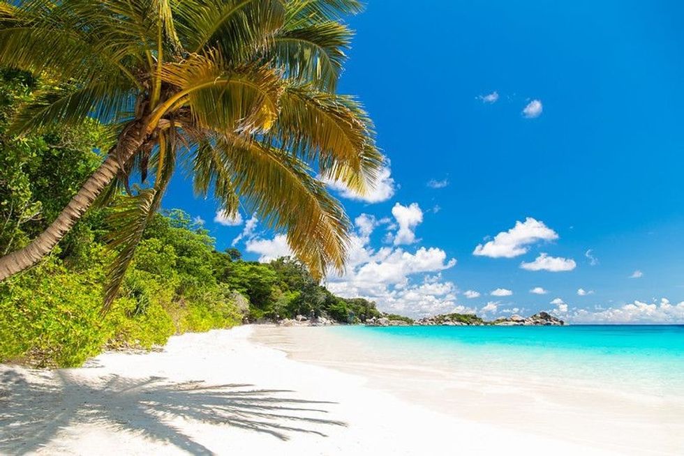 Scene of palm tree at a beach with clear sky.