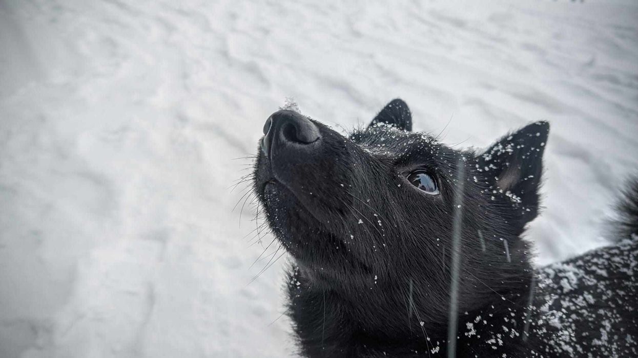 Schipperke facts are great for dog lovers.