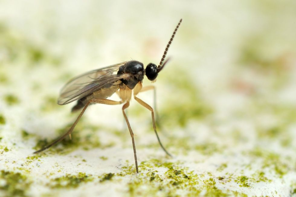 Sciaridae fungus gnat fly.