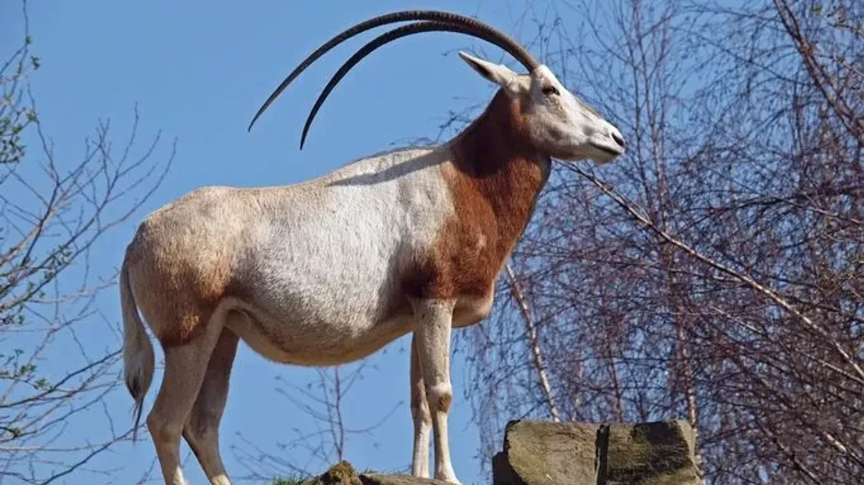 Scimitar oryx facts about the oryx that can survive high temperatures.