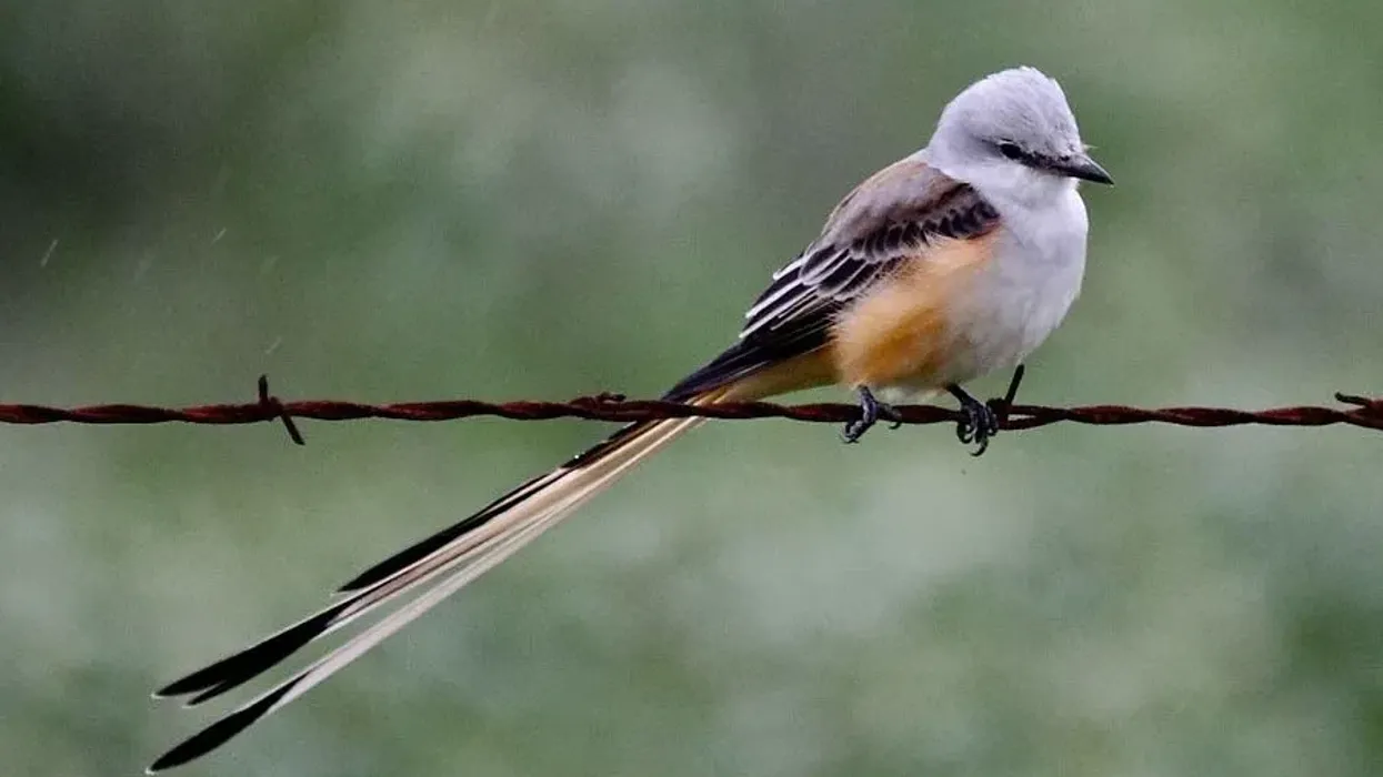 Scissor-tailed flycatcher facts about a flycatcher bird with a very long forked tail.