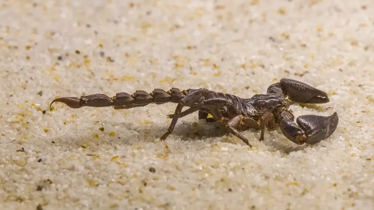 Scorpion facts for kids are interesting.