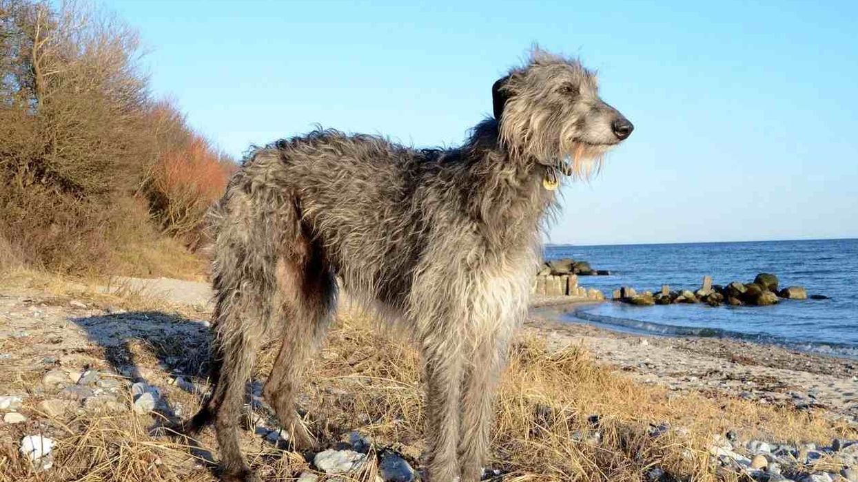 Scottish deerhound facts are filled with elegance.