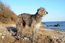 Scottish deerhound facts are filled with elegance.