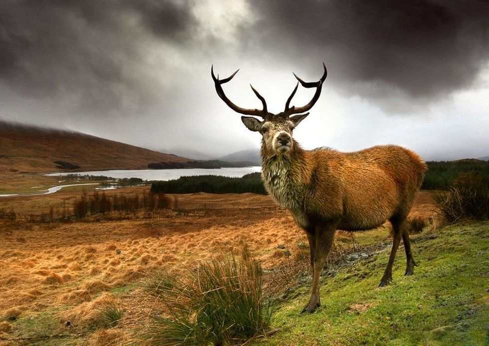 Scottish Red Deer Stag in Glencoe