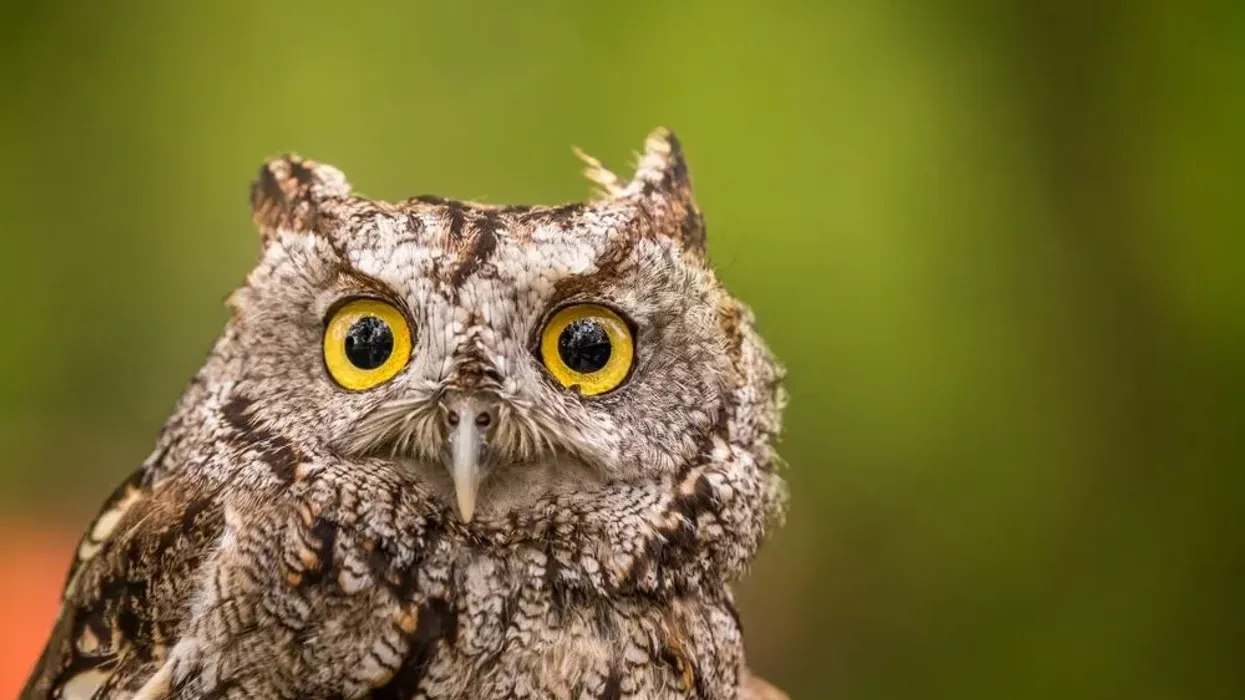 Screech owl facts for kids such as eastern screech owls have rufous and gray morphs, as well as brownish feathers in between, are interesting.
