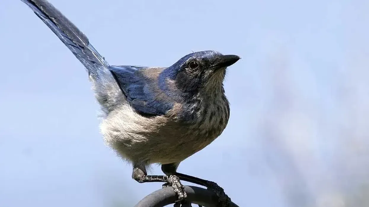Scrub jay facts let you know about these beautiful bird species