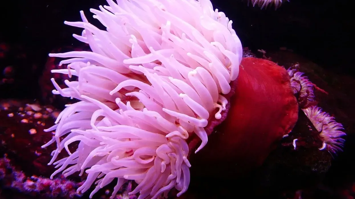 Sea Anemone facts about its hollow mouth that leads to the gut.