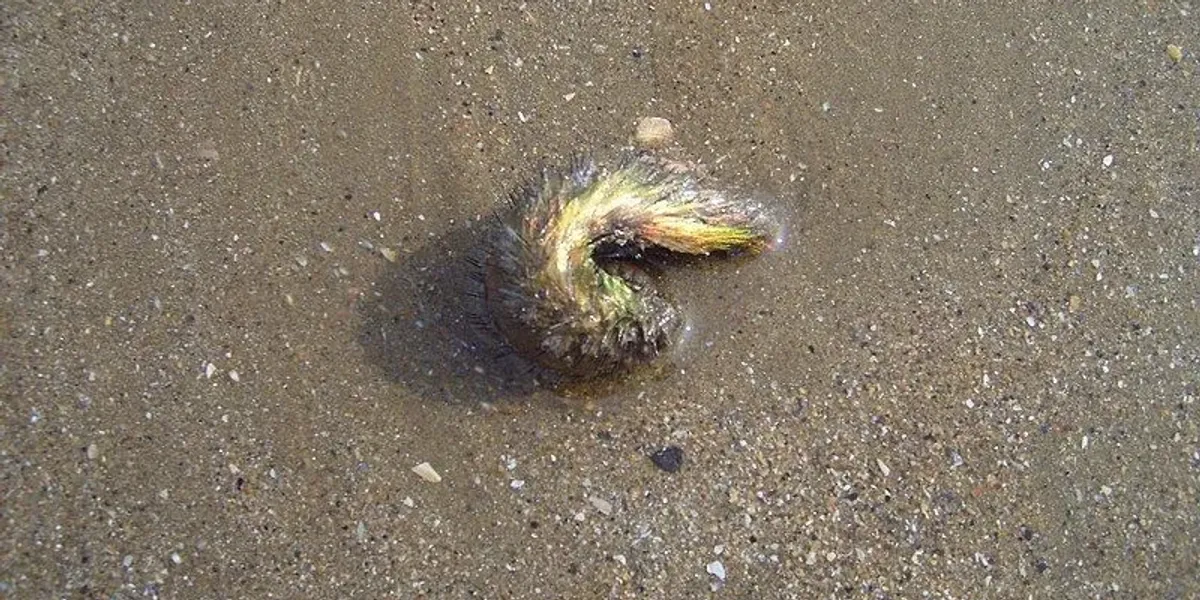 Fun Sea Mouse Facts For Kids | Kidadl