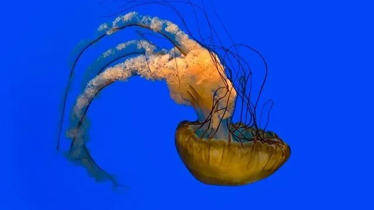 Sea nettle facts you didn't know.