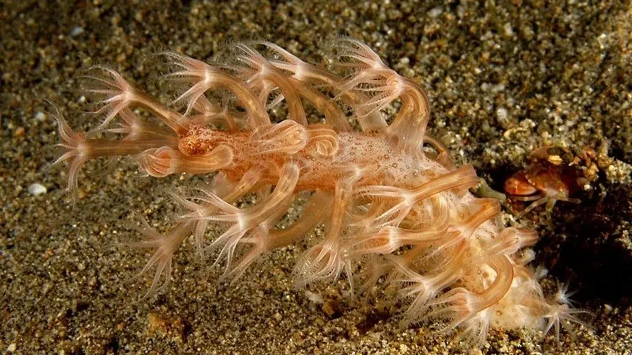 Sea pens appear like an old-fashioned quill stuck in the seabed with a bright-colored fleshy-looking central stalk.