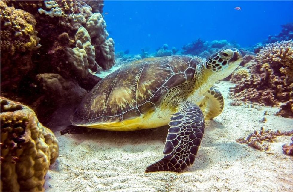 Sea turtle on the sandy seabed underwater