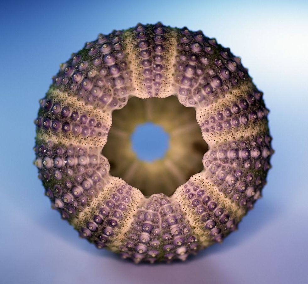 Sea urchin closeup.