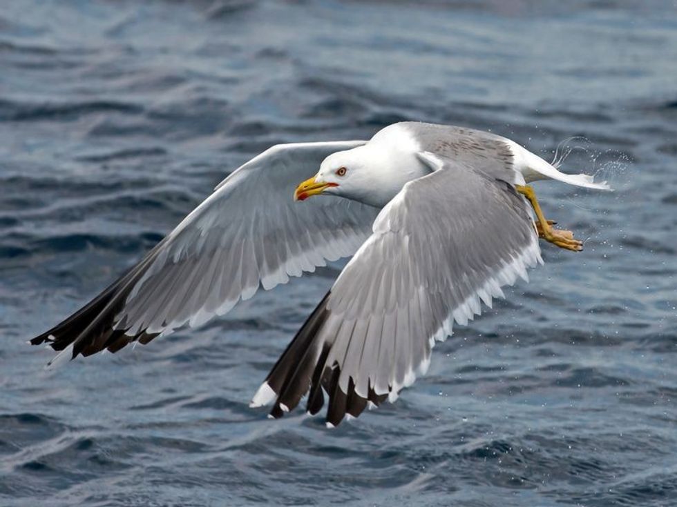 Seagull outdoor sea fly freedom.