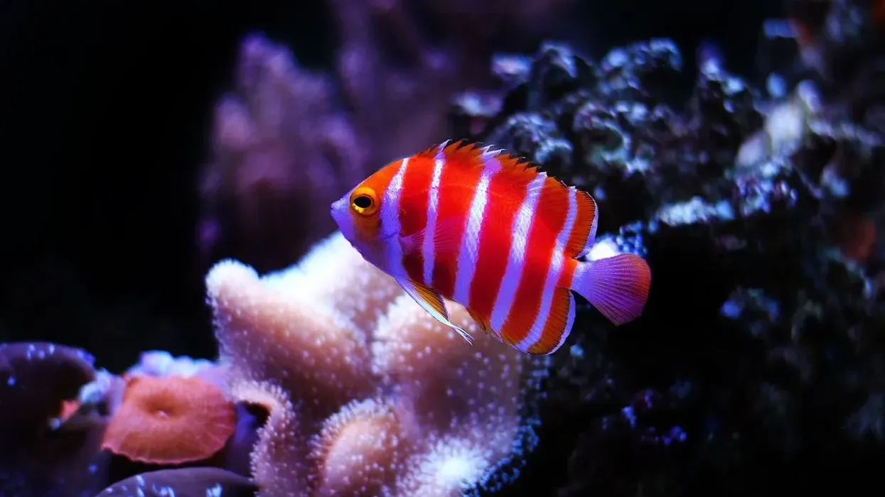Search for important peppermint angelfish facts.