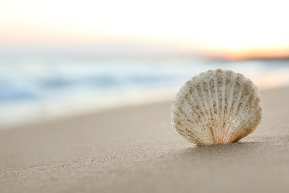 Seashell embedded in the sand on the seaside