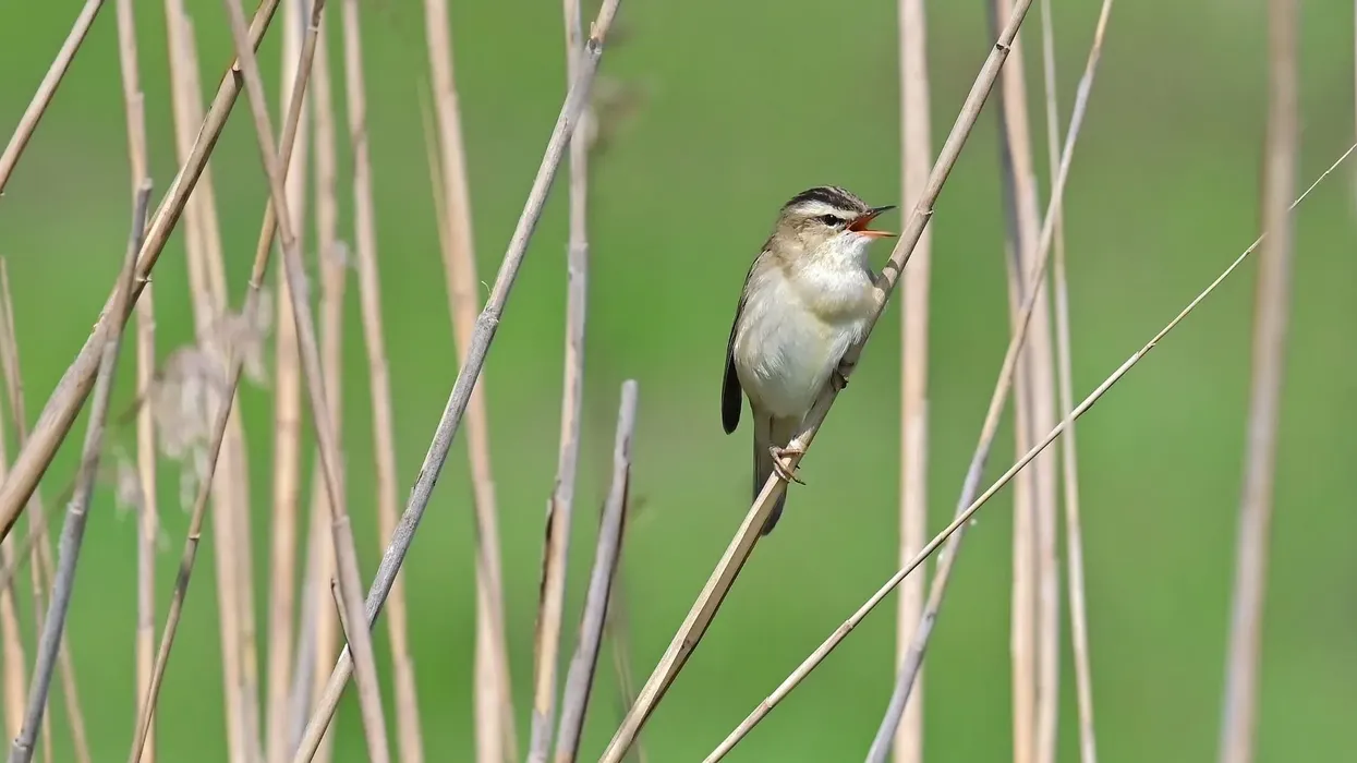 Sedge warbler facts are fun and informative to read.