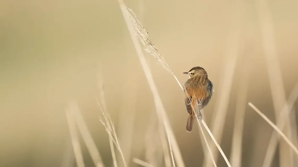 Sedge wren facts talk about their song types.