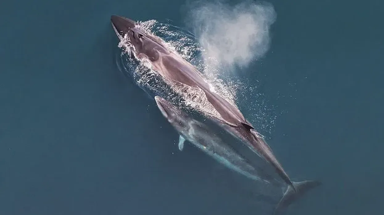 Sei whale facts that they are found in Indian and Pacific oceans.