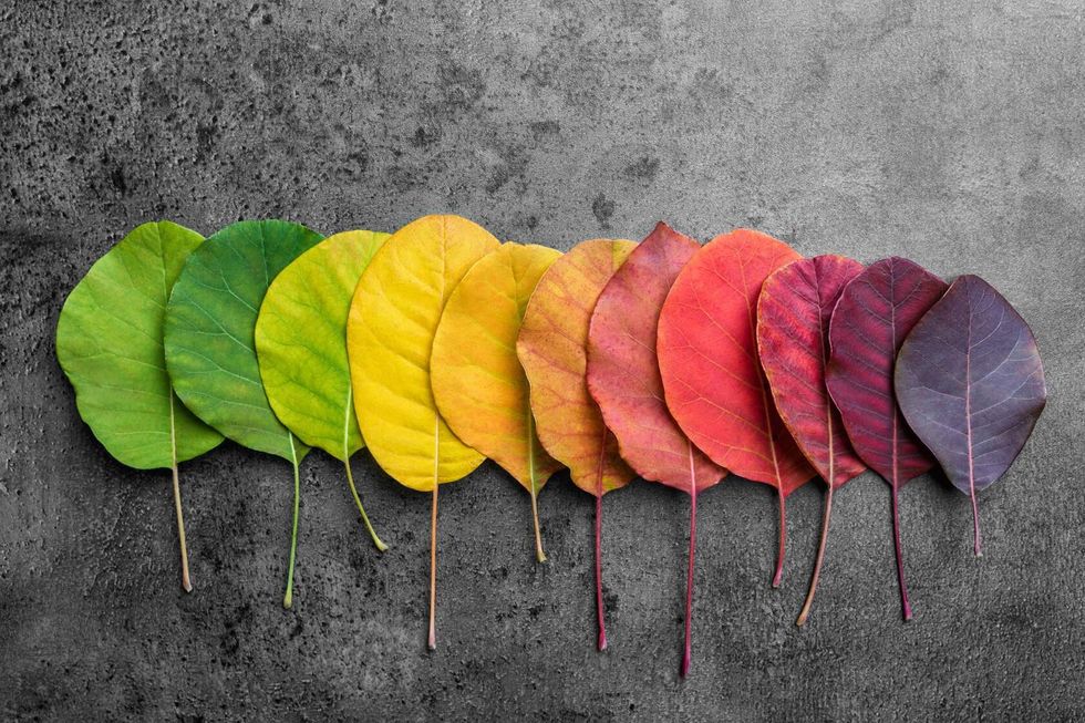 Selection of beautiful and colorful autumn leaves.