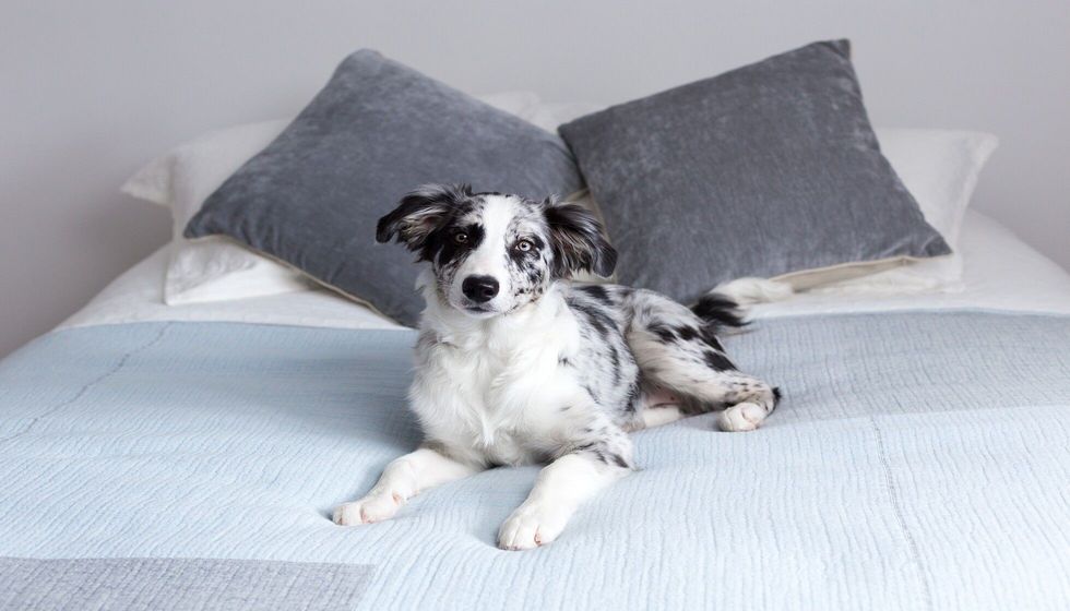 Selective focus horizontal portrait of cute female merle border collie puppy.