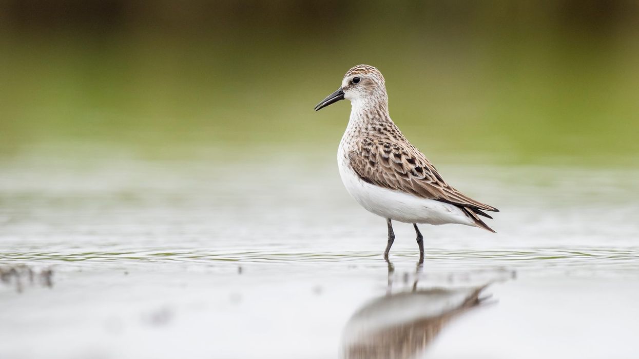 Semipalmated sandpiper facts about a unique bird species.