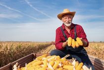 Senior farmer sitting in tractor trailer and showing corn cobs while combine harvester working in background in field