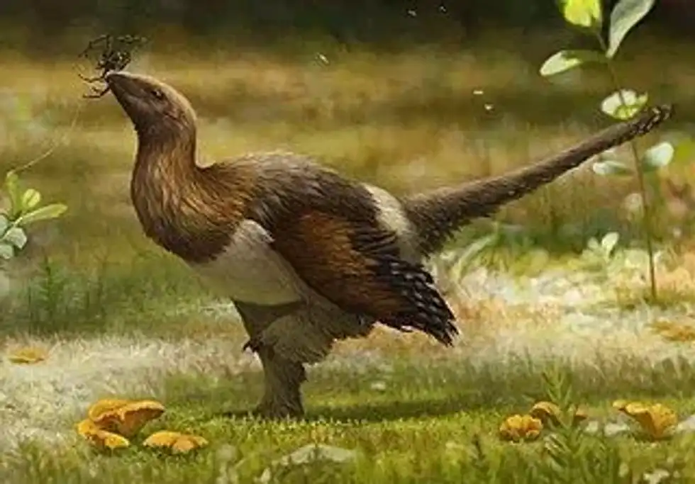 Serikornis facts are about the ancient ancestors.