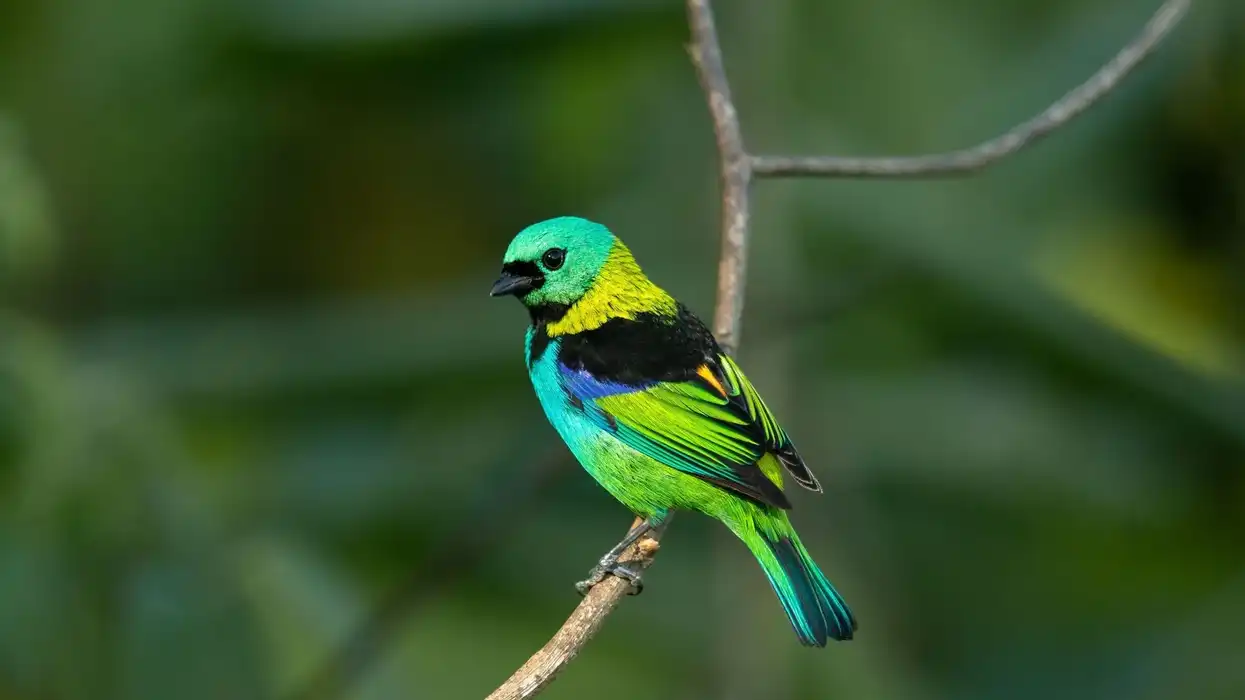 Seven-colored tanager facts for kids are amusing to read!