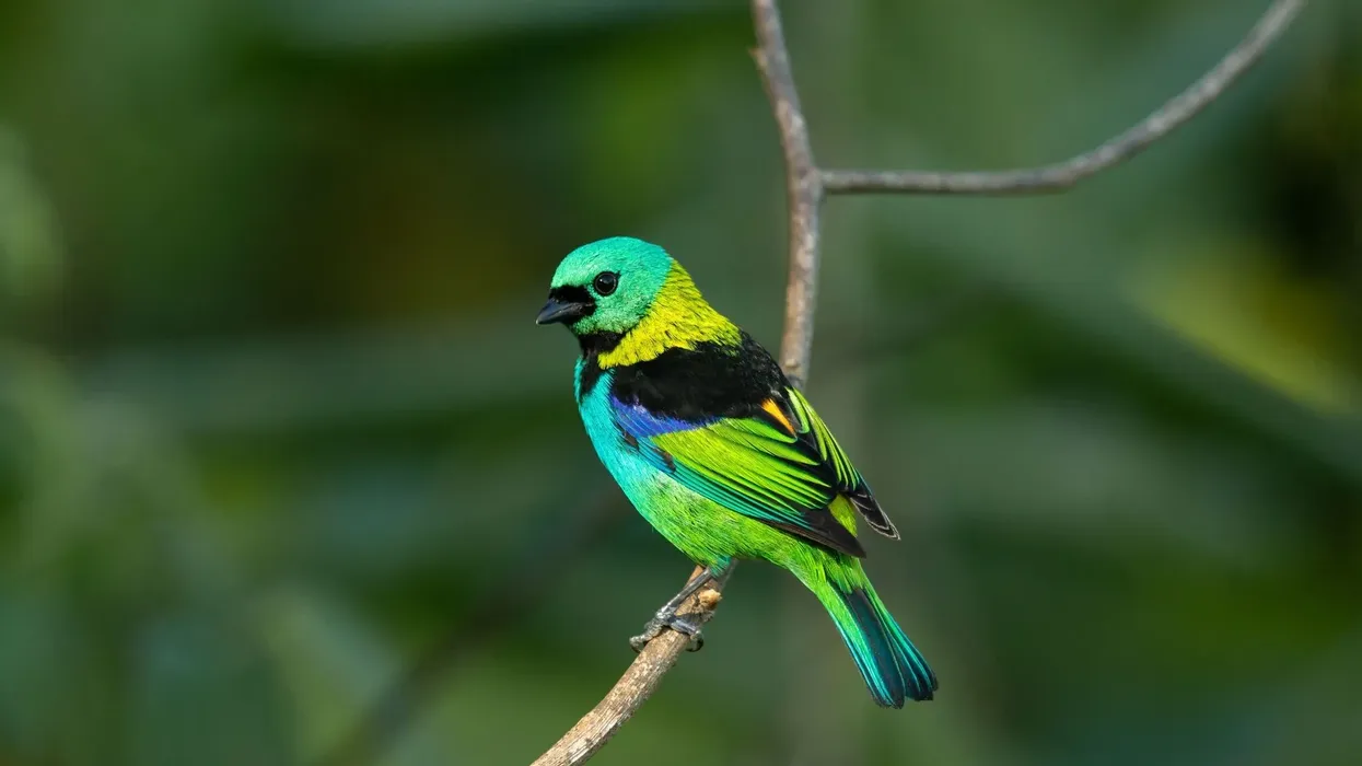 Seven-colored tanager facts for kids are amusing to read!