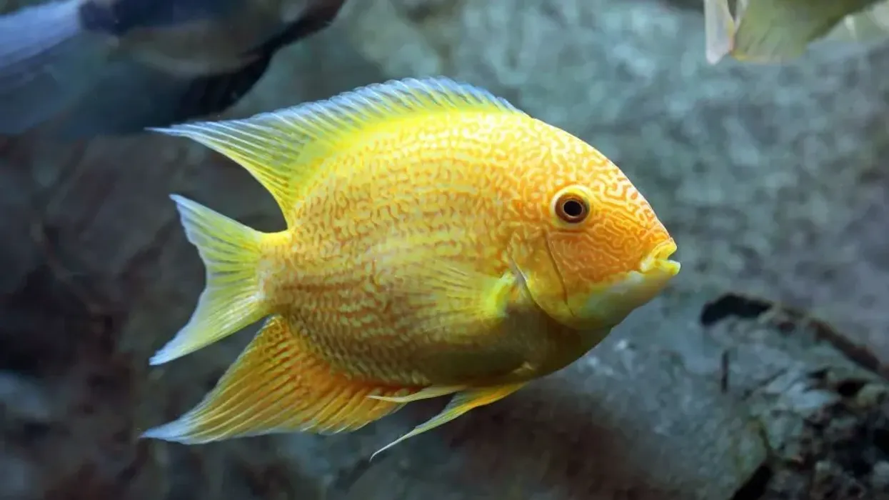 Severum facts are enjoyed by kids.