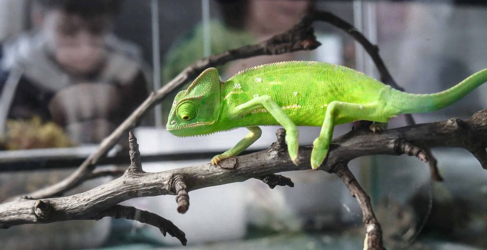 Сhameleon Yemen Veiled in the terrarium.