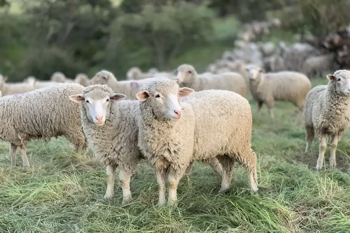 Sheep facts like they are woolly mammals, which are seen in many parts of the world, are interesting.