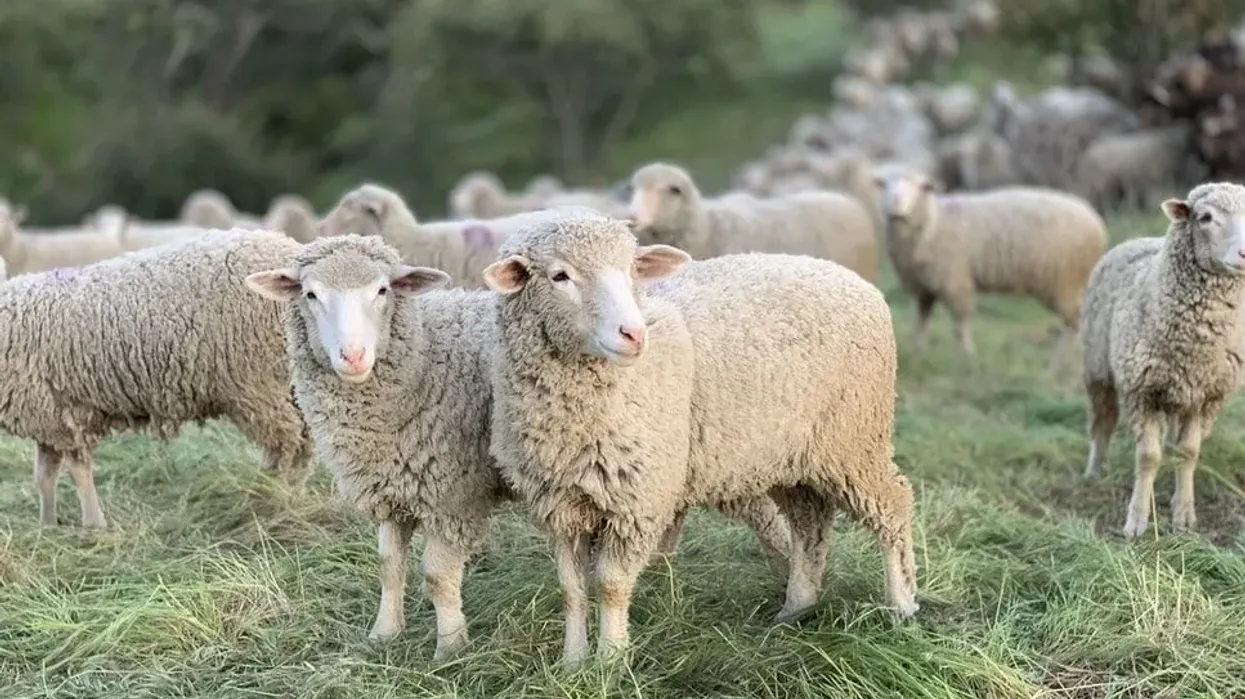 Sheep facts like they are woolly mammals, which are seen in many parts of the world, are interesting.