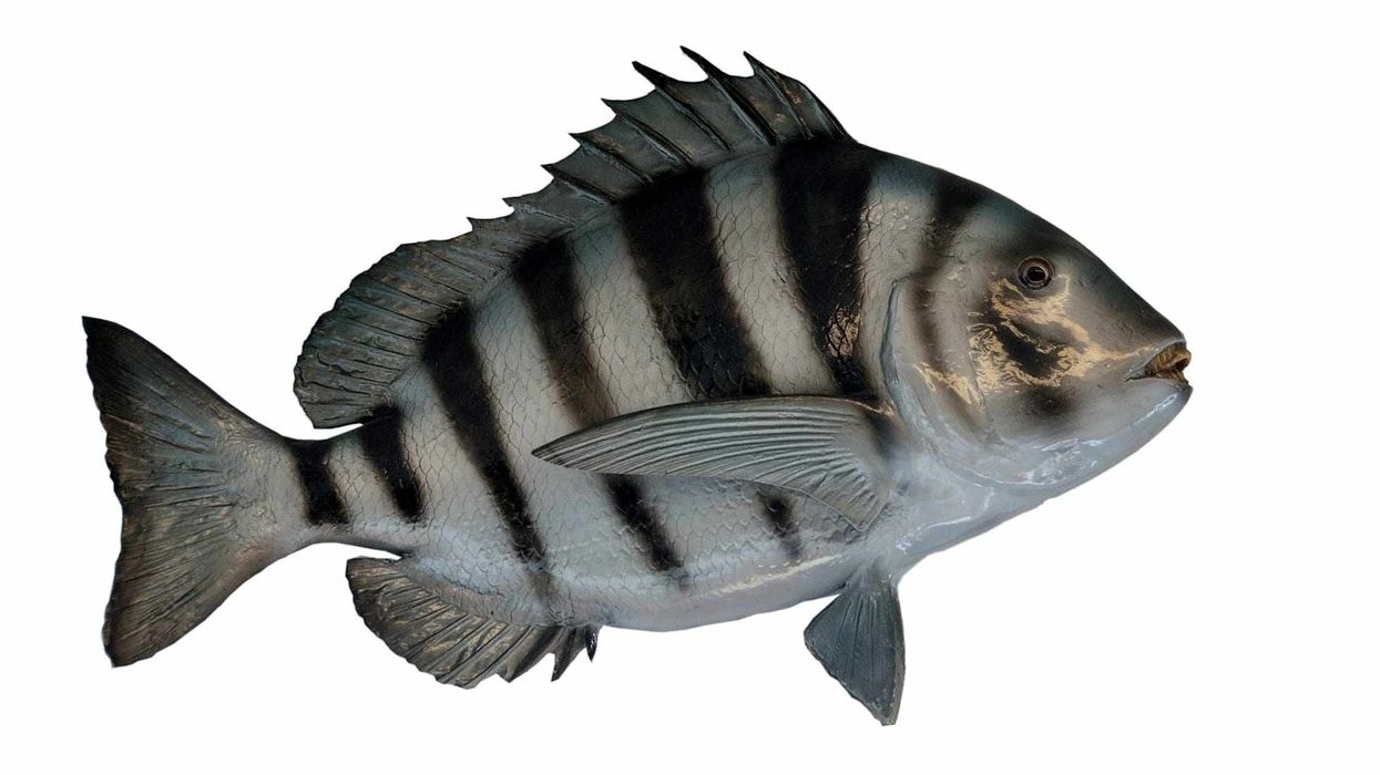 Sheepshead facts are interesting to read.