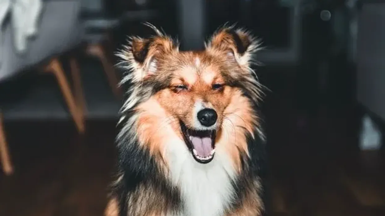 Sheltie facts are packed with cuteness.