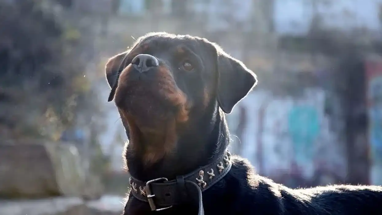 Shepweiler facts are interesting.