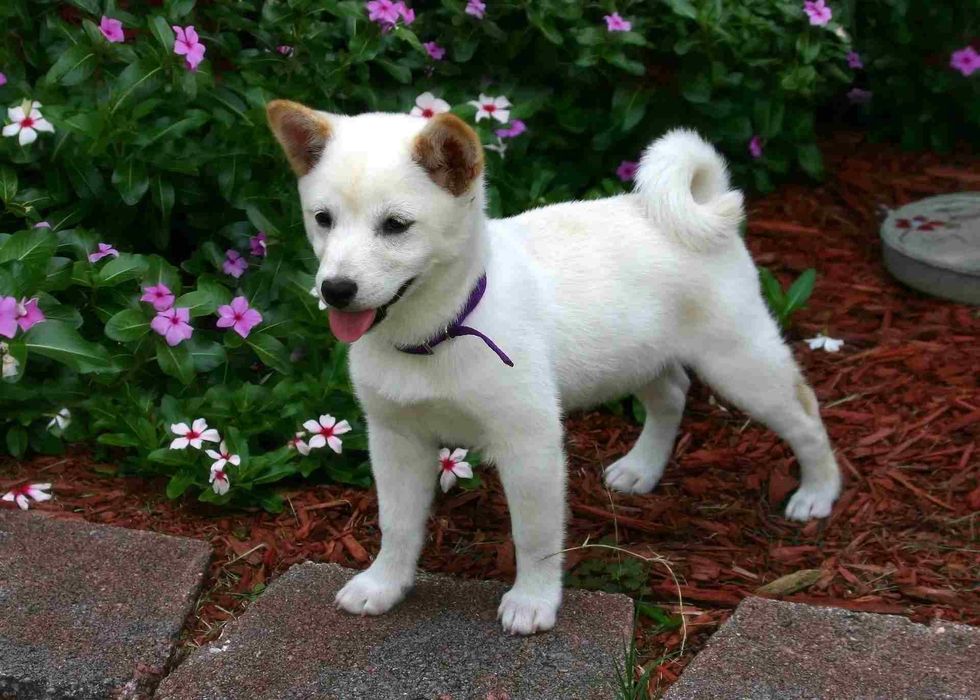 shiba Inus are Japanese dogs of Spitz breed