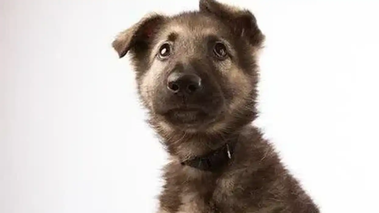 Shiloh shepherd facts about this good family dog.