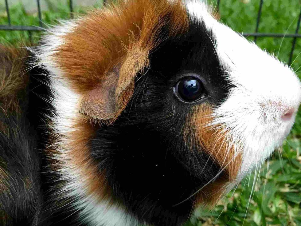 View of Fun Shiny Guinea Pig Facts For Kids | Kidadl