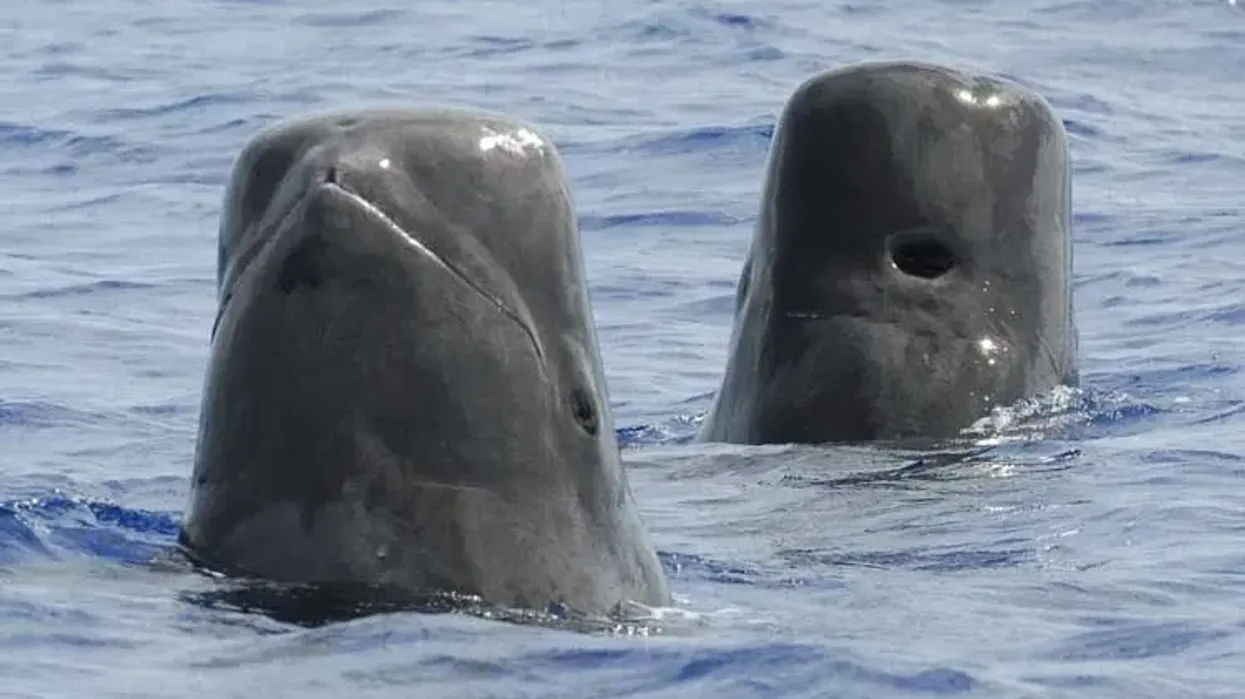 Short-finned pilot whale facts are thrilling