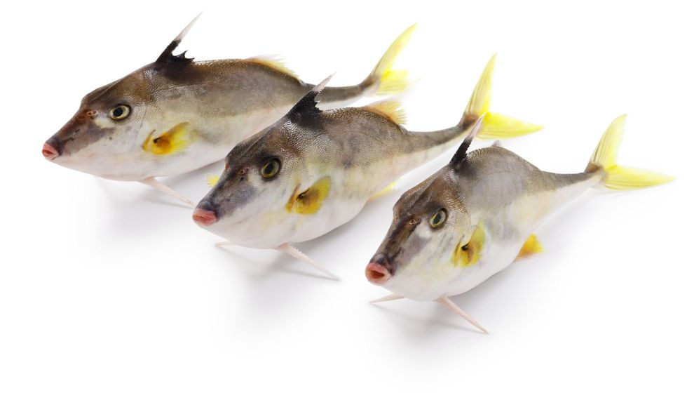 Short-nose tripod fish.