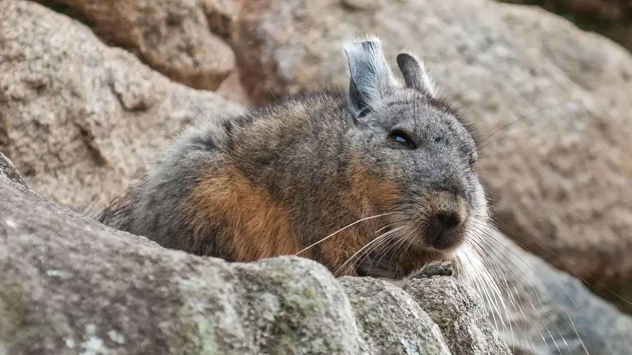 Short-tailed chinchilla facts are very interesting.