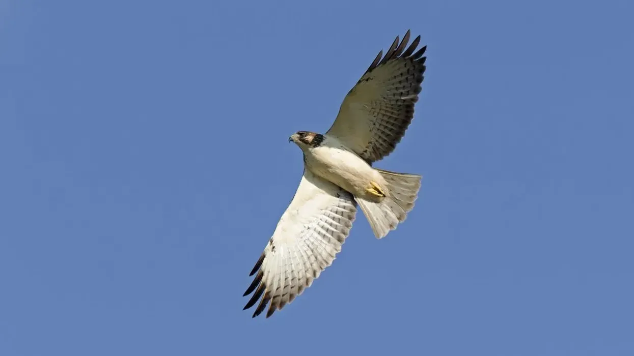 Short-tailed hawk facts to explore the intelligent bird further.