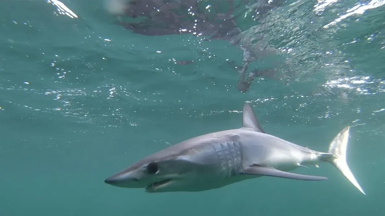 Shortfin mako shark facts are interesting.