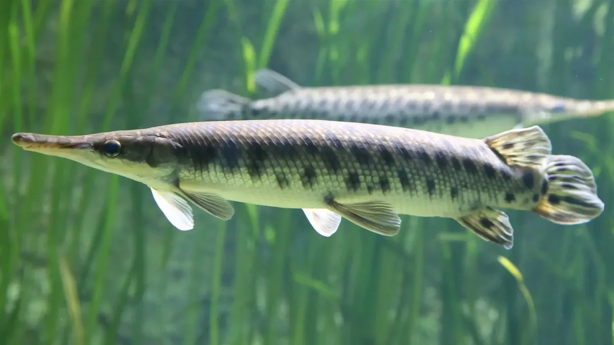 Shortnose gar facts about the primitive freshwater fishes.